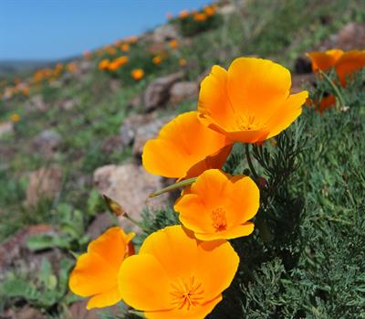 شقایق کالیفرنیا، California poppy، گل های فنجانی شکل آن  با رنگ های نارنجی و زرد-نارنجی در انتهای ساقه های طویل ظاهر می گردد. گل ها همانند چتری که دهانه آن بسته می شود، شب هنگام یا هوای ابری بسته و صبح دیگر بار باز می شوند. این گیاه متراکم، پاکوتاه و به ارتفاع 20سانتیمتر می رسد. فصل گل اوائل تا اواخر تابستان است.